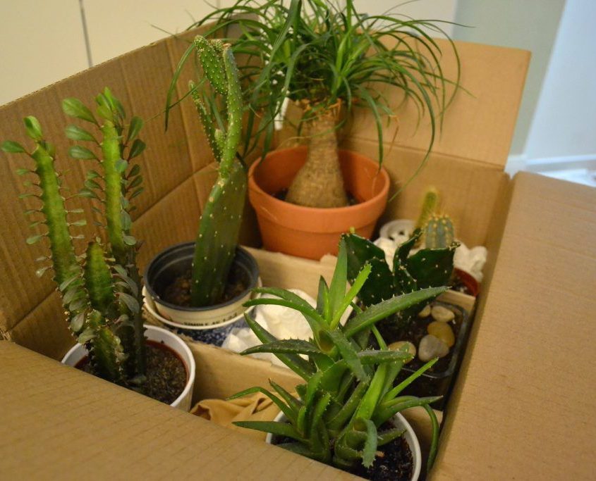 move house plants